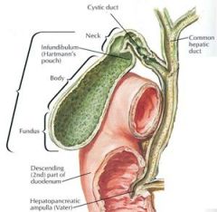 overgang van galblaas naar ductus cysticus