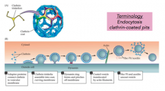 - cover and curve parts of membrane targeted for endocytosis
- individual proteins that form a skeleton and form the circular form 
- dynamin seals the vesicle