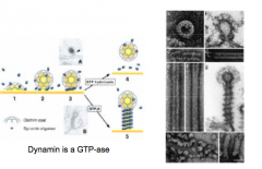 - dynamin proteins assemble around the neck of coated vesicle and lead to pinching off
- Dynamin is a GTP-ase, aka GTP dependent