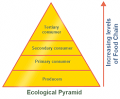 Definition: 
a pyramid that shows how energy is consumed as you go through the food chain