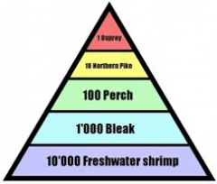 Definition: a pyramid that           represents the number of organisms in a trophic level 