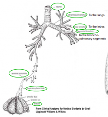 - trachea
- 1° / principle bronchi (to each lung).
- 2° / lobar bronchi (to each lobe)
- 3° /  segmental bronchi
- terminal bronchiole
- respiratory bronchiole
- alveolus