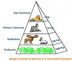 Definition: 
a pyramid that           represents the total mass of organisms available at each level