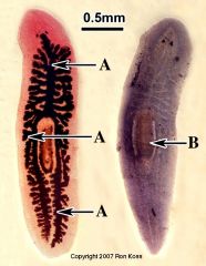 Phylum, class, genus
Where does it live?
Advances from previous Phyla?
Name sensory structures and their function
How are they different from other members of the phyla