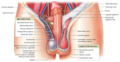 -paired structures extending between the abdominopelvic cavity and the testes.
-begins at entrance to the inguinal canal.
-descends into the scrotum. 