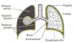 1. True

 2. The root of the lung
(where the bronchi and vessels enter into the lung from the mediastinum)