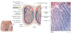 dense layer of connective tissue rich in collagen fibers.
-fibers are continuous with those surrounding the adjacent epididymis and extend into the testis. There they form septa that converge toward the region nearest the entrance to the epididymi...