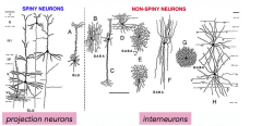 - release glutamate 
- excitatory
- projection neurons; spiny