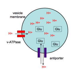 - 2 step, ATP- dependent process 
- Step 1: loads protons into vesicles
- Step 2: uses the energy of the proton gradient to help load glutamate or other NT 
- inside of vesicles is usually pretty acidic