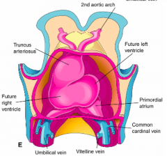 Aortic Sac (continuous with right ventricle)
- Pharyngeal Arch Arteries / Aortic Arches (originate from aortic sac)