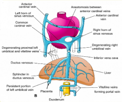 - L (proximal/cranial) and R umbilical veins
- L vitelline vein
