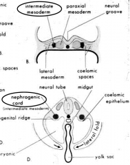 nephrogenic cords
