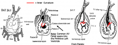 To create a connection between the R side of the common atrium and the R ventricle