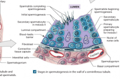 immature gametes that subsequently differentiate into sperm. 
-those then enter the fluid in the lumen 
