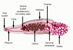 Platyhelminthes, trematoda, Clonorchis sinensis
-embryonated eggs released in human feces
-eggs are ingested by snail miracidia hatch
-miracidia give rize to rediae wich give rise to free swimming cercariae 
-cercariae penetrate 2ndary freshwater ...