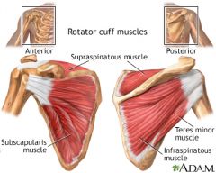 Supraspinatous muscle, subscapularis muscle, teres minor muscle, infraspinatous