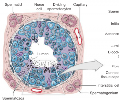 "sustentacular cells" or "Sertoli cells"
-provide microenvironment that supports spermatogenesis. 
