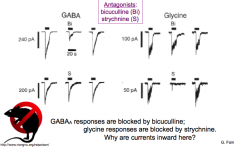 - THM: Bicuculline blocks GABA (brain) and strychnine blocks glycine (S) 
- WHY ARE CURRENTS INWARD?