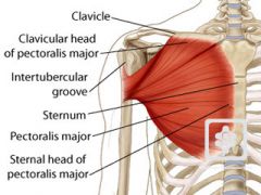flexes the shoulder and horizontally adducts the shoulder