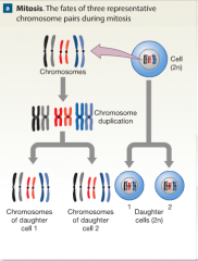 -somatic cell division. (body)
-produce two daughter cells containing identical numbers and pairs of chromosomes. 
-diploid (2n)
23 x 2 = 46 chromosomes. 