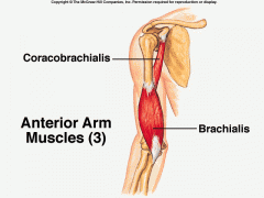 Flexes the shoulder and vertically adducts the shoulder