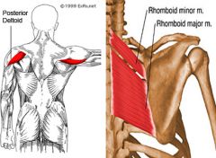 Extensors of the shoulder and horizontally abducts the shoulder and laterally rotates shoulder