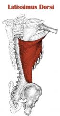 Extensors of the shoulders and vertically adducts  the shoulder and medially rotates the shoulder