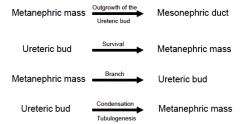 - ureteric bud outgrows from mesonephric duct
- GDNF released from metanephric mass of mesoderm
- ureteric bud grows into the mass and releases growth factors to maintain the mass