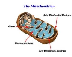 Mitochondrion (mitochondria-plural)