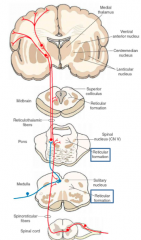 (Ascending) Spinoreticular tract: autonomic responses to __________. Axons are relayed from the spinal cord --> ___________ --> thalamus --> ___________.