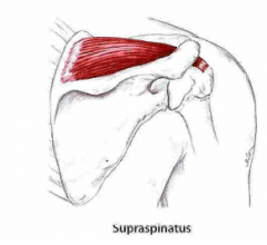 Udspring: Fossa supraspinata
Hæfte: Tuberculum majus humeri
Funktion: Abduktion af skulder. Stabiliserer humerus i cavitas glenoidale.