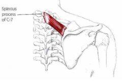 Udspring: Processus spinosus C-7 til T-1
Hæfte: Øvre del af margo mediale, i forlængelse af spina scapula
Funktion: Adduktion, elevation og nedad-rotation af scapula