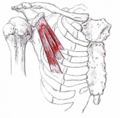 Udspring: Ribbenene 3-5
Hæfte: Processus coracoideus
Funktion: Depression, abduktion og ant. tilt af scapula