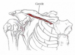 Udspring: 1. ribben og cartilago 
Hæfte: Inferior, laterale del af clavicula
Funktion: Trække clavicula inferiort og anteriort, elevation af 1. ribben (assisterer inhalation) og stabilisere sternoclaviculare led