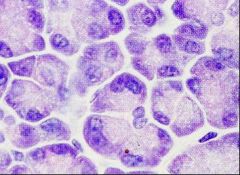 GI gu SOM- Histology- liver, gallbladder, pancreas final version