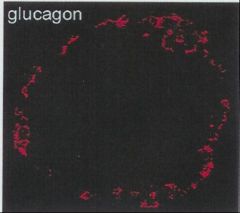 A (alpha) cells – Glucagon. Increases blood  glucose levels.

-   20% of islet cells.
-   more peripherally located in islet  (see Figure 10).
-   dense core granules are round, uniform, and have a clear halo.


***pancreatic islet of langerhan
