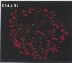 B (beta) cells - insulin  ->  decreases blood glucose levels.

-   70% of islet cells; are centrally located throughout he islets 
-   The granules have irregular crysalline cores (packaged by Golgi)
-   Production process includes preproinsulin, proi