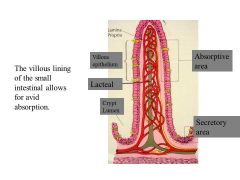 The large surface area of the SI is formed by folding of the lining, the villi (which sit on folds) and the microvilli (Which are on the villi). The epithelial cells surround these "fingers" that enclose a LYMPH LACETAL covered by a CAPILLARY NET. These s
