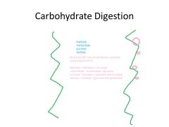 1. Starch
Majority of carbs ingested are starch and disaccharide
-starch are main carbs we take in 
– mainly plant starches
-all starch is polymers of glucose with ALPHA LINKAGES
-all we need to do is break alpha linkage to break down to smaller p
