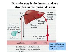 BILE RECYCLING
-They are released into the lumen after lipids are absorbed
-Bile is absorbed at binding sites on the terminal ileum
-Stored in gall bladder