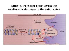 The UNSTIRRED WATER LAYER PROTECTS the enterocytes and is the RATE LIMITING STEP for lipid absorption.

Lipids enter the cell by DIFFUSION 
-Fatty acids
-2 monoglycerides
-Cholesterol
-Lysolecithin
-Fat soluble vitamins (ADEK)

Most of the bile s