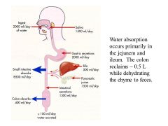 Reabsorption can upregulate. If you drink more water without exercising more, will absorb more water. Normally water takes about 90 minutes to leave the stomach, and it is rapidly absorbed by osmosis in the small intestine (15-20 minutes). Colon can absor