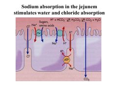 -Potassium is PASSIVELY absorbed in the jejunum and ileum: the concentration gradient increases as water is absorbed -- it has to have a high concentration in the lumen to move since intracellular K+ is high!

-Primarily secreted in the colon, but it ca