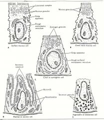 Main features of the different types of epithelial cells lining the stomach and its glands as seen with an electron microscope. 
(A) Mucous surface cell. 
(B) Gland neck mucous cell. 
(C) Chief or zymogenic cell. 
(D) Parietal or axyntic cell. 
(E) A