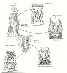 The intestinal glands (i.e., Crypts of Lieberkuhn) are lined by goblet cells and intestinal absorptive cells. Enteroendocrine cells are also found along their lateral borders.  At the bottom of the gland is a prominent population of zymogenic cells.  Thes