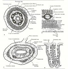 Fig. 8: (A) General structure of the appendix as seen in cross section. (B) Enlarged view of the mucous membrane and submucosa of the appendix as seen in cross section. (C) General structure of the pelvic colon as seen in cross section. (D) Structure of t