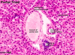 - Branch of portal vein
- Branch of hepatic artery
- Branch of bile duct