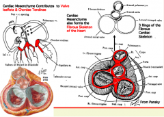 - Valve leaflets of Mitral, Tricuspid, Aortic, and Pulmonary Valves
- Chordae Tendinae
- Cardiac Skeleton
- All structures are made out of fibrous CT