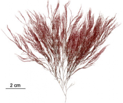 Mermaid's hair.Filamentous Rhodophyta. "Featherhy" branch structures usually eaten in salads and sushi.filamentous non-motile