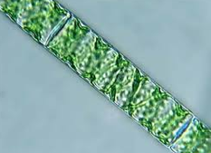 Chlorophyta also called watersilk. Freshwater. Reproduce through conjugation. Spiral chloroplasts. Pyrenoid in chloroplasts.Filamentous, non motile.